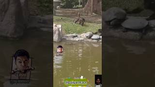 बहत खतरनक बनदर Very Dangerous Monkey