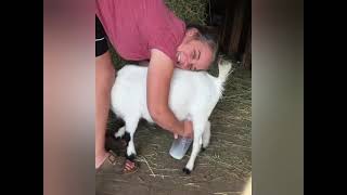 Goat milking by hand | milking video   | viral punjabi