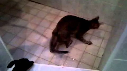 Video 807441: lovely oriental shorthair cat, wild cat, cat hunting