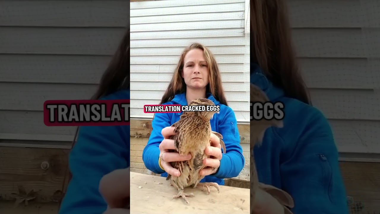 Что я хотел бы знать, прежде чем начать разводить перепелов (часть 2) 