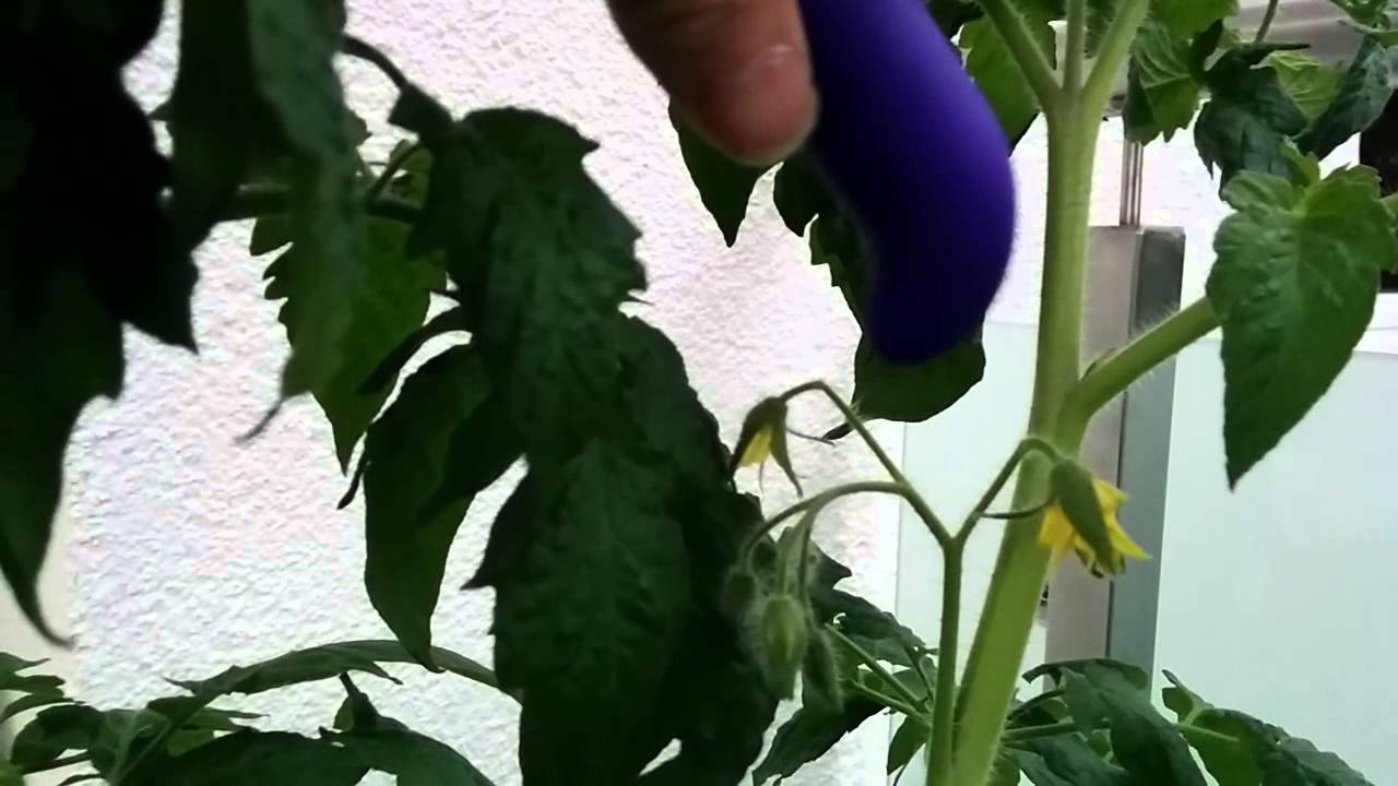 Tomaten Bestäuben
