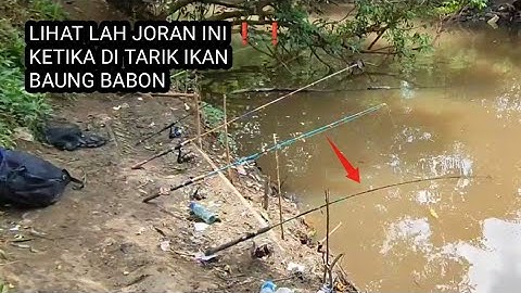TERBUKTI AMPUH ❗❗ MANCING IKAN BAUNG BESAR DENGAN UMPAN KU INI ❗❗BELUM BANYAK YANG TAU