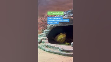 Is your bearded dragon brumating right now??? 😴