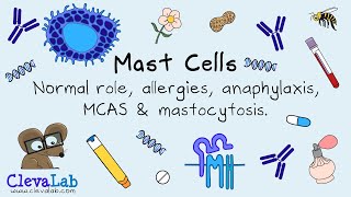 Mast Cells | Normal Role, Allergies, Anaphylaxis, MCAS & Mastocytosis.