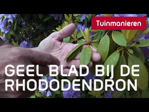 Video: Rhododendronbladeren worden geel - Waarom heeft mijn rododendron gele bladeren