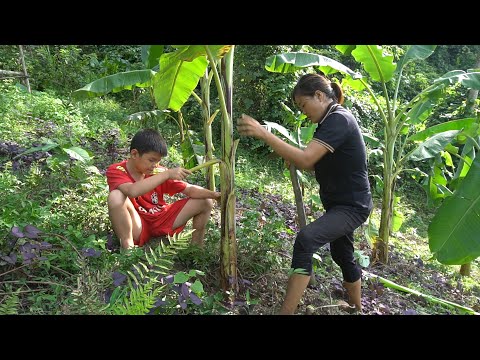 Binh and his mother returned to the old farm. Weeding, plowing, planting a banana farm | Simple life