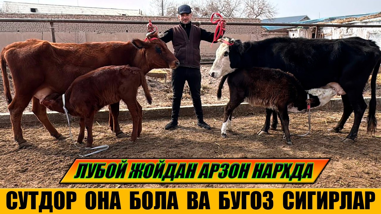 ЛУБОЙ ЖОЙДАН АРЗОН НАРХДА СУТДОР ОНА БОЛА ВА БУГОЗ СИГИРЛАР 23-02-2026