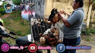 Ayam Kampung Super Panen Usia 43 Hari
