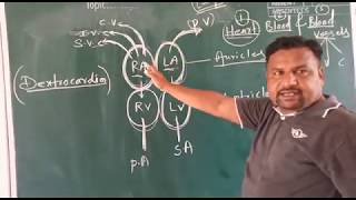 HUMAN CIRCULATORY SYSTEM | ICSE GRADE 8 | BIOLOGY | ARYABHATTA INTERNATIONAL ACADEMY screenshot 2