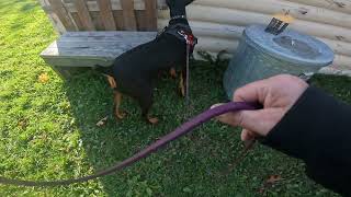 GX013371 Luna Nosework Search