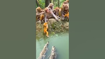 The confusing behavior of animals All animals are created equal Wonderful animals