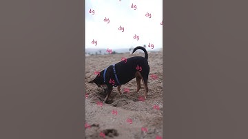 🐶Why does doggy dig? 왜 댕댕이들은 땅을 파나요? Click ... to get more info.