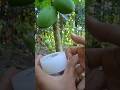 Papaya Grafting And Tree Care Shorts Papaya Grafting And Tree Care Shorts