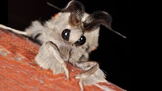 11 Craziest Moth Species In The World!