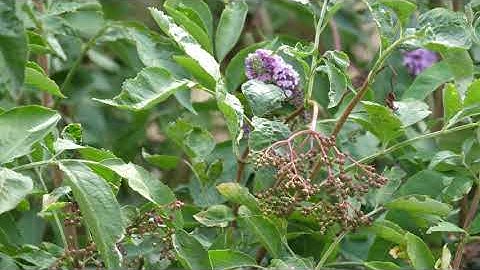 GH5 panasonic new firmware 2.7 4k 60 fps