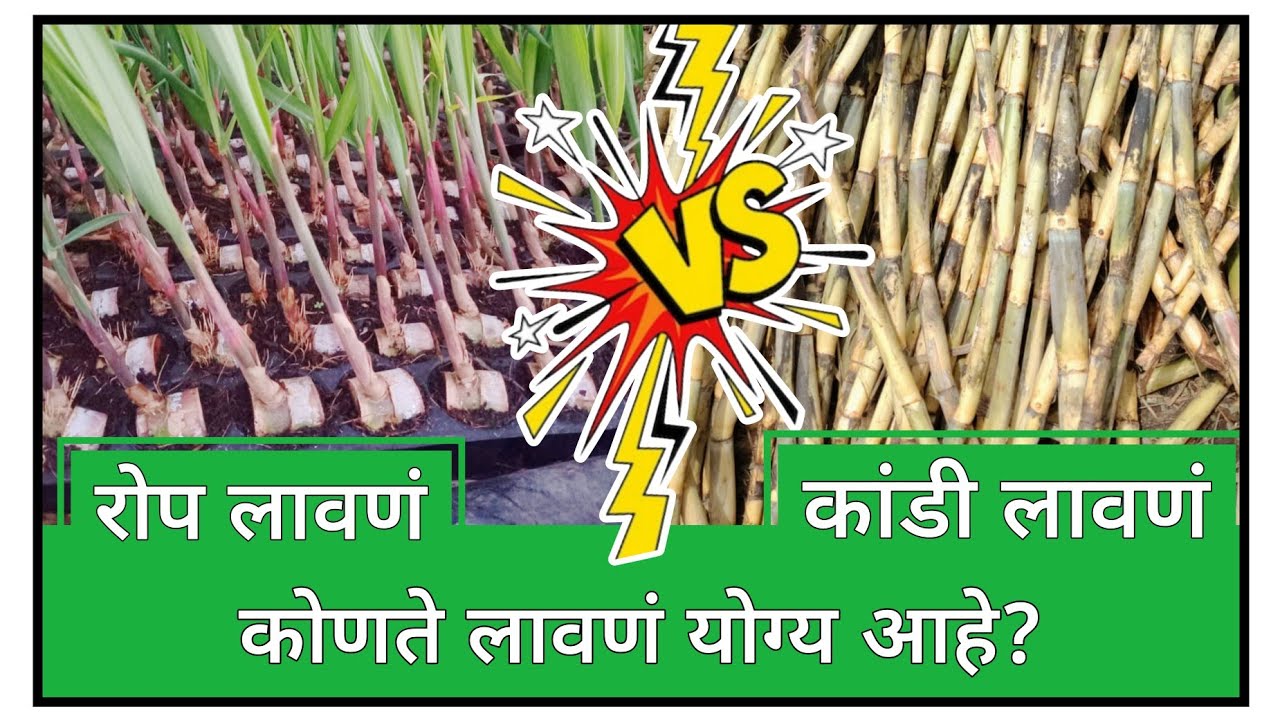 ऊस रोप लावणं करावे की कांडी #borgave #वस्ताद #mh_09_पॅटर्न #borgave_टेक्नॉलॉजी #ऊस #sugarcane #ganna