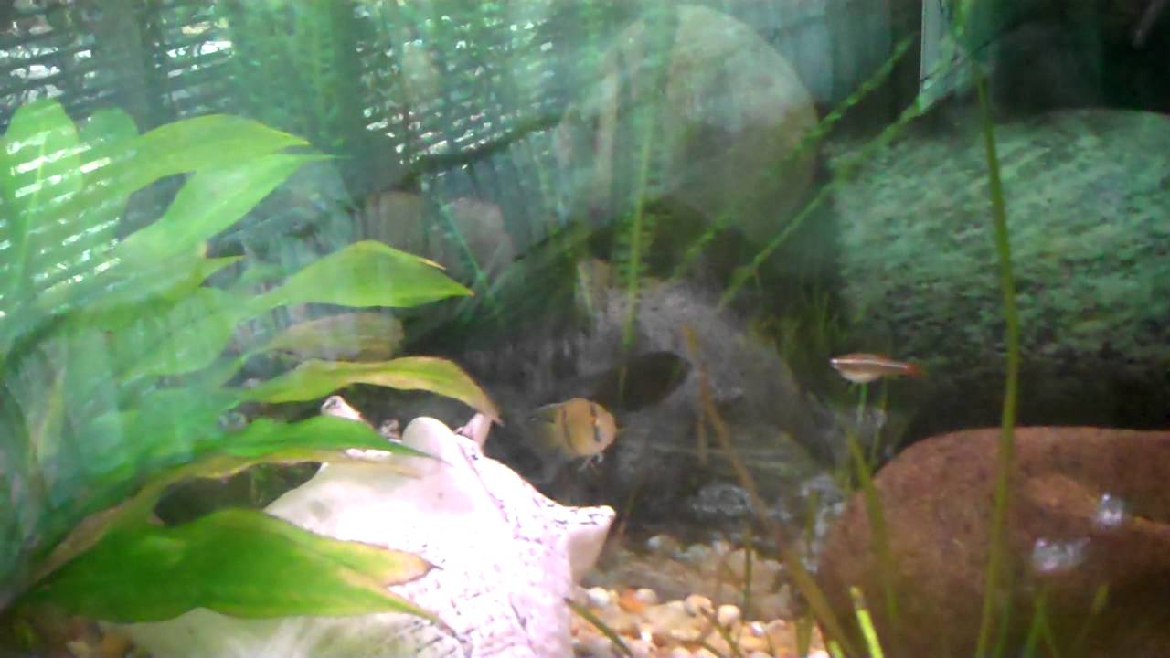 camera iphone 8 plus apk fish tank upstairs 1/4/12