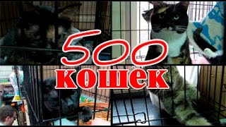 Если у тебя 500 кошек! Если у тебя 500 кошек!
