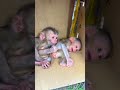 #fypviralシ #cute #monkey #animal #cutemonkey #babymonkey #littlebabymonkey #viralvideo #Short