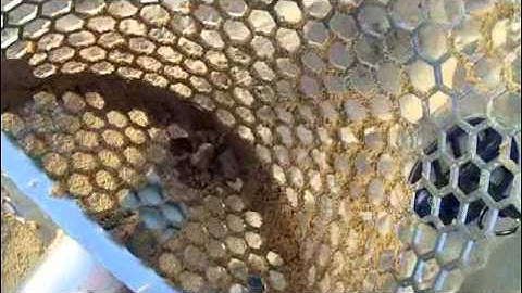 Teknetics Eurotec pro beach review