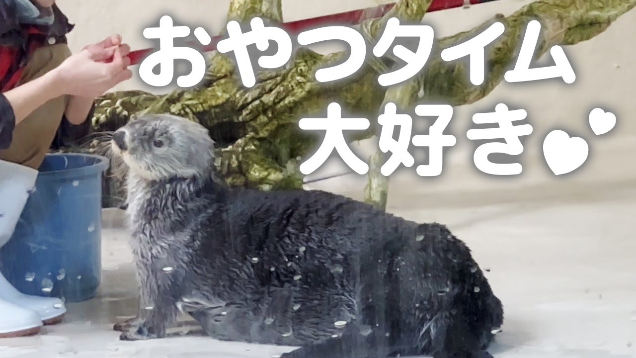 【鳥羽水族館】ラッコ🦦キラちゃん お姉さんと仲良しすぎるおやつタイム
