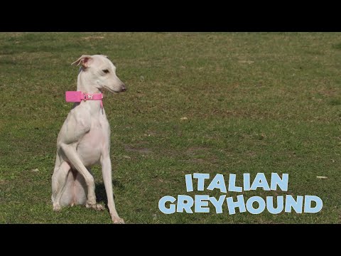 वीडियो: इतालवी ग्रेहाउंड कुत्ते की नस्ल हाइपोएलर्जेनिक, स्वास्थ्य और जीवन अवधि