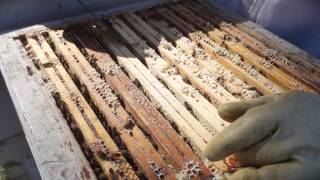 Hvordan Ser Man At Biene Trenger Mere Pl?