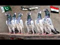 Pakistani pigeons in iraq  ch sakhi muhammad bhatti pigeons