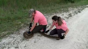 The Florida Python Challenge is back for its 10th year