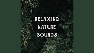 Download Lagu Birds and Waves Relaxing Sound Download Lagu Birds and Waves Relaxing Sound