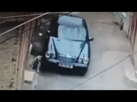 შემზარავი ვიდეოკადრები - თბილისში, მძღოლმა მწოლიარე ძაღლს მანქანით გადაუარა და მოკლა