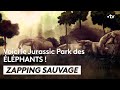 Étonnante trouvaille : le Jurassic Park des éléphants - ZAPPING SAUVAGE