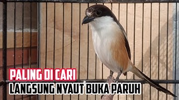 Cendet Gacor Pagi Siang Sore langsung Nyaut Bikin Cendet Lainya langsung buka paruh dg Pancingan ini
