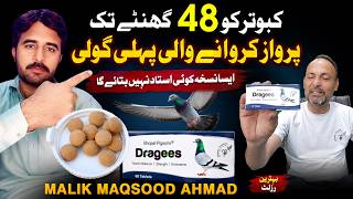 Kabutar Ko 48 Ghante Tak Parwaz Karvane Wali Goli || Malik Maqsood Ahmad