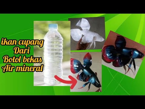 cara membuat ikan cupang laga dari botol plastik bekas 