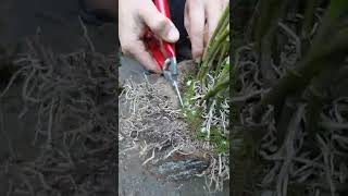 How amazing to grow orchids propagate plant fast and easy #3267