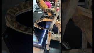 Carpet python Enjoying his Tree 🐍 #reptiles #snake #python #pets #reptile #tree #carpet