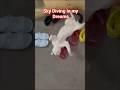 Sky diving in my Dreams #cat #funnycats #shortsfeed #shorts #trending