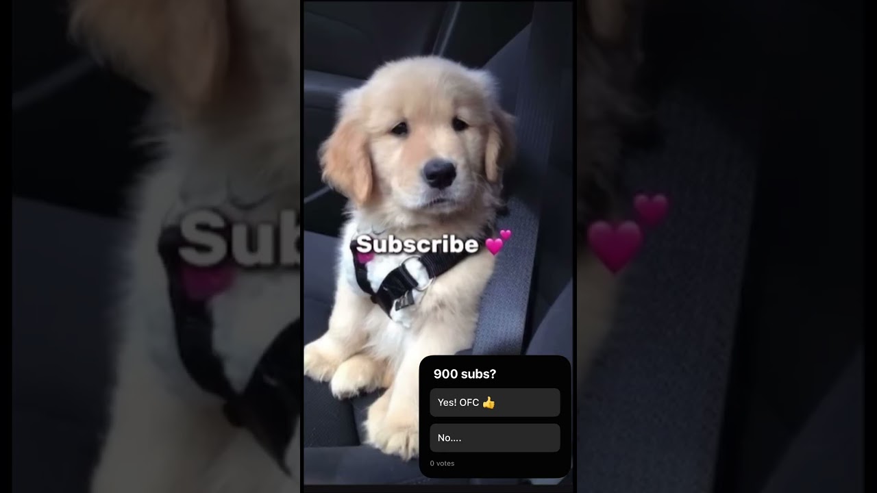 Your dog if you? 