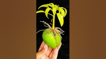 SUPER SPECIAL TECHNIQUE for propagating MANGO tree with coca-cola, super fast growth
