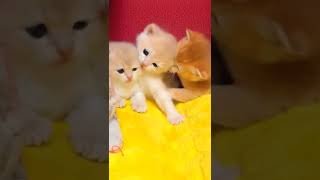 可爱的猫视频令人满意