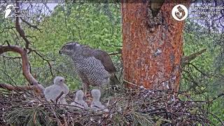 Vistu vanags: Accipiter gentilis 10.05.2024 09:01