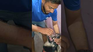 ମନି କଣ ପାଇଁ ଖାଇଲା ମାଡ 🥱🐕|| Dog story | Natia Comedy | Mahi07 #shorts #youtubeshorts #trendingshorts
