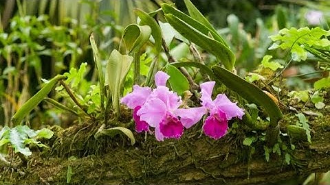 NHÁNH LAN RỪNG. Nhạc sĩ Thế Hiển