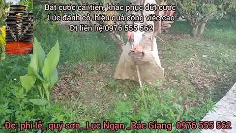 bát cước cải tiến