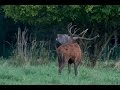 Rykowisko / Red deer rutting season - 2014