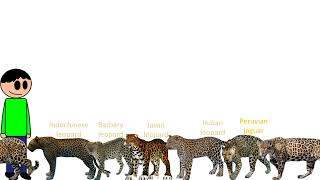 Player Profile Jaguars vs Leopards Size Comparison