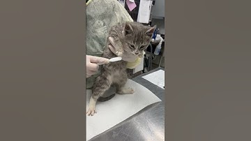 How-To: Collecting Culture Samples