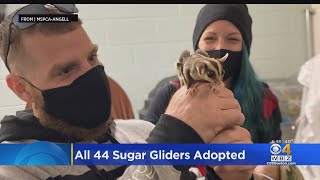 MSPCA: All 44 Sugar Gliders Adopted