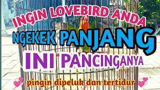 Pancingan Lovebird Ngekek Panjang Putar Ini Bikin Nyaut Lovebird Anda 